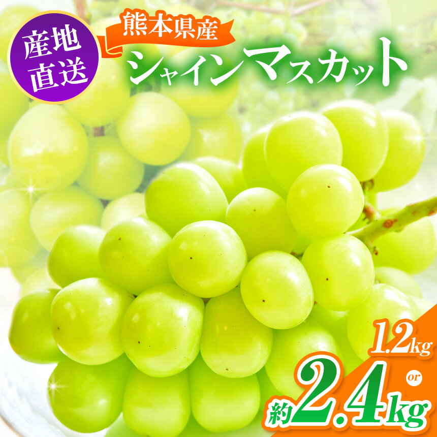 【ふるさと納税】【 先行予約 】 選べる内容量 シャインマスカット 約 1.2kg or 約 2.4kg ｜ ぶどう マスカット 果物 フルーツ 大容量 熊本県産 和水町 | 白ブドウ ぶどう 葡萄 季節の果物 なごみ くまもと