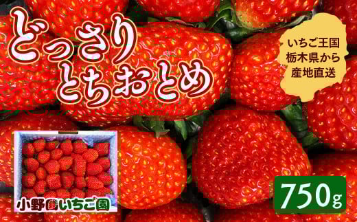 栃木県産 どっさりとちおとめ【750g】 ｜ 家庭用 完熟 朝摘み 苺 いちご イチゴ とちおとめ 果物 フルーツ 秀品 栃木県 壬生町 産地直送 ※2025年12月中旬頃より順次発送予定 ※離島への配送不可