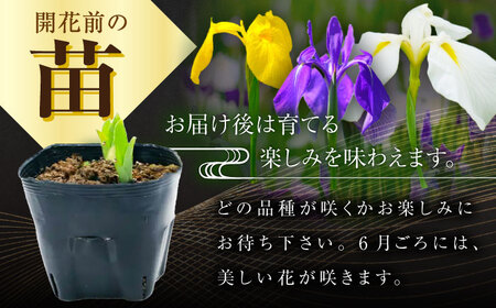 苗 【4月から11月発送】花しょうぶ（ジャパン アイリス）の苗 おまかせ12株 [AIAC002] 