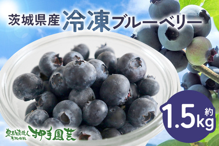 冷凍ブルーベリー 1.5kg ブルーベリー 冷凍 フルーツ 果物 くだもの 冷凍フルーツ 冷凍果物 完熟 新鮮 目にいい 健康 美容 人気 ギフト 贈り物 プレゼント 茨城県産 55-F