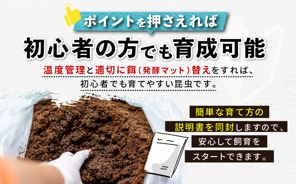 【先行予約】ヘラクレスオオカブト幼虫ペア ※育て方の説明書付き※配送不可地域あり【2026年6月から順次発送】