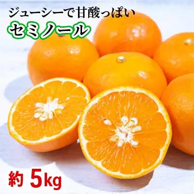 セミノール 柑橘 オレンジ セミノール【約5kg】【先行予約】