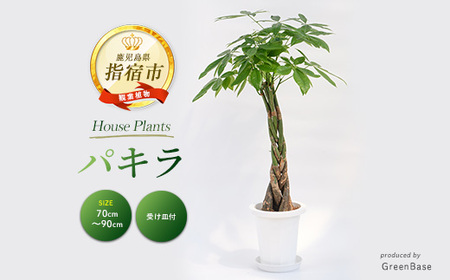 パキラ 7号 Green Base 014-1445  観葉植物 観葉植物