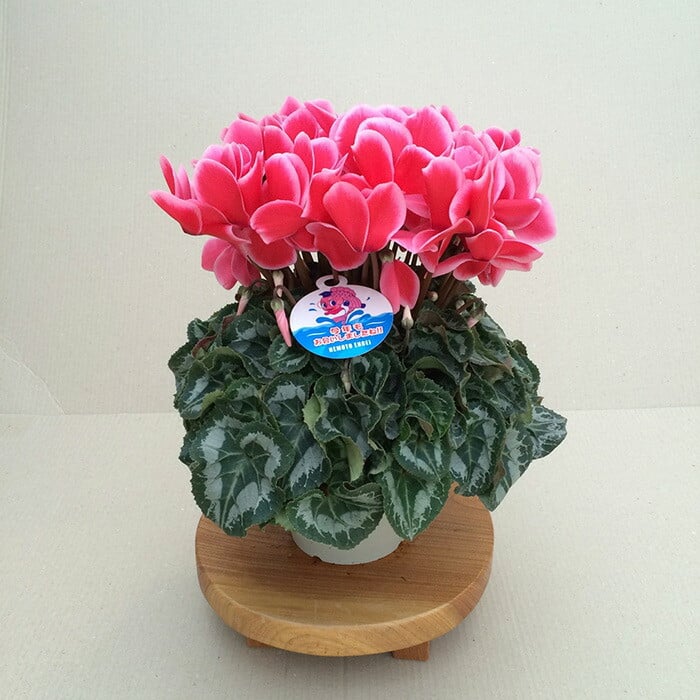 
            【2026年 先行予約】シクラメン リップスオレンジ 6号鉢 | 花 お花 ガーデンシクラメン オレンジ 橙色 6号 花ギフト フラワーギフト 鉢花 鉢植え ギフト プレゼント 贈答 農林水産大臣賞受賞 根本園芸
          