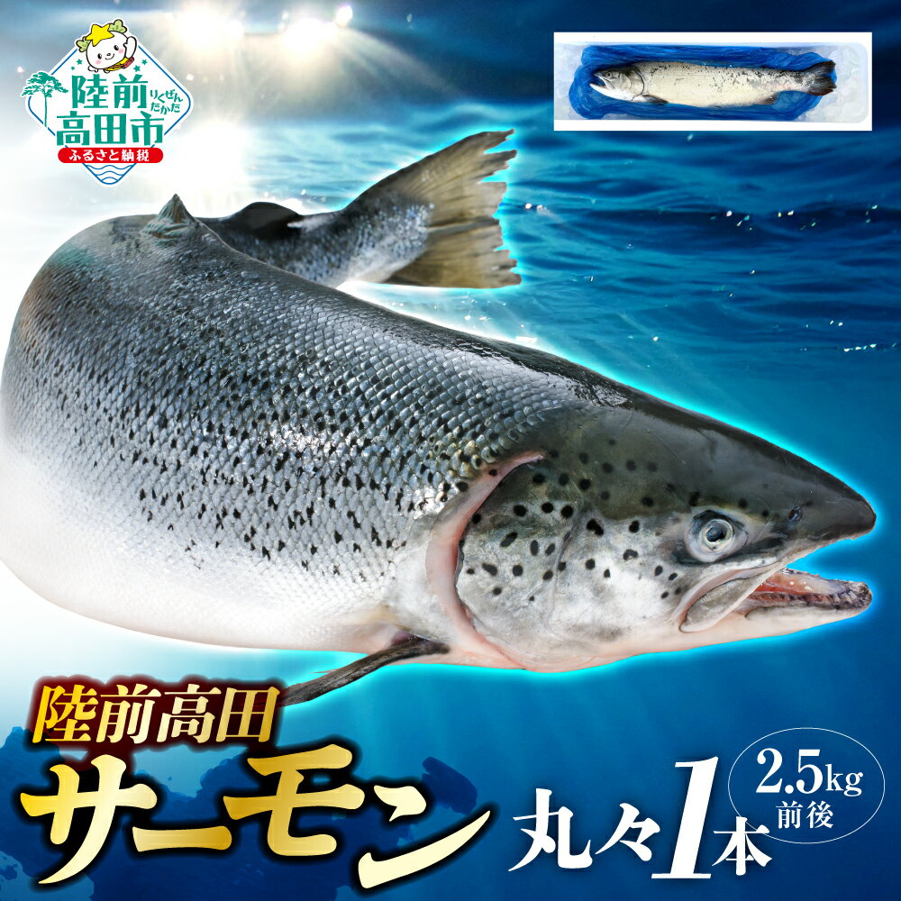 【ふるさと納税】先行予約 陸前高田サーモン まるごと 1本 約2.5kg [ 鮭 さけ しゃけ サーモン ブランド 冷蔵 刺身 寿司 海鮮 海産物 海鮮丼 焼き魚 おすすめ 人気 焼き鮭 おかず お弁当 料理 簡単 大容量 養殖 国産 三陸 岩手 陸前高田 ] 2026年5月中旬頃から発送予定