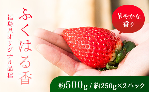 【先行予約】香りが強い！福島県オリジナル品種「ふくはる香」 2L～3L 約500g（約250g×2パック） いちご イチゴ 苺 福島県 鏡石町 鏡石農遊園 F6Q-527