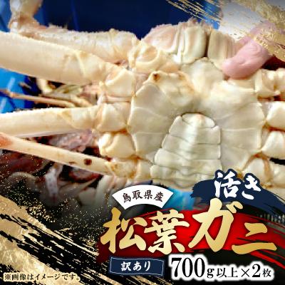 ふるさと納税 智頭町 鳥取県産　活　松葉ガニ訳あり!　700g以上×2枚セット