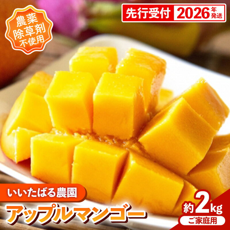 【ふるさと納税】【先行受付】【2026年発送】いいたばる農園の家庭用アップルマンゴー約2kg - ご家庭用 先行予約 沖縄県産 産地直送 農薬不使用 除草剤不使用 南国フルーツ 旬の味覚 マンゴー オススメ 沖縄県 八重瀬町