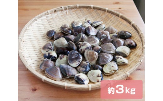 
No.162 九十九里産ハマグリ（冷凍）　約3kg ／ 貝 蛤 はまぐり 千葉県
