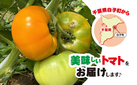 赤金2色（大玉）トマト SHAK005