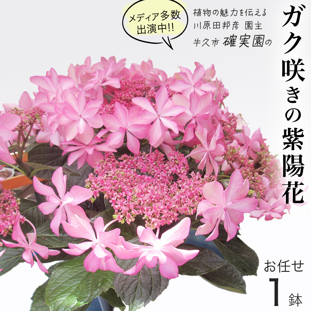 ≪先行予約≫アジサイ ガク咲き 【 おまかせ 1点 】【2025年4月上旬頃より発送開始】 植物 花 インテリア フラワー 紫陽花 お花 園芸 初夏 梅雨 ガーデニング 母の日