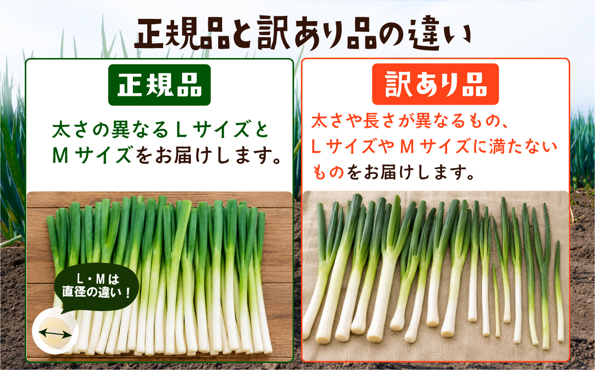 長ねぎ《容量が選べる！》茨城県産 5kg / 10kg【茨城県 下妻市産 長ねぎ 長ネギ 長葱 白ねぎ 白ネギ 白葱 ねぎ ネギ 葱 野菜 採れたて 旬野菜 季節の野菜 鍋 おすすめ】 10kg | 