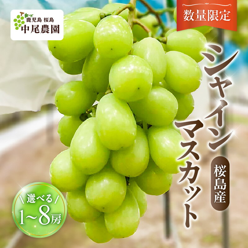 【ふるさと納税】＜選べる＞ 【 中尾農園 】桜島産 シャインマスカット 【 数量限定 先行予約 8月以降順次発送 】 1房 ～ 8房 500g ～ 4kg シャイン マスカット ぶどう 葡萄 果物 フルーツ 旬 糖度 18度 皮ごと 種なし 種無し 農家 中尾農園 鹿児島 おすすめ ランキング