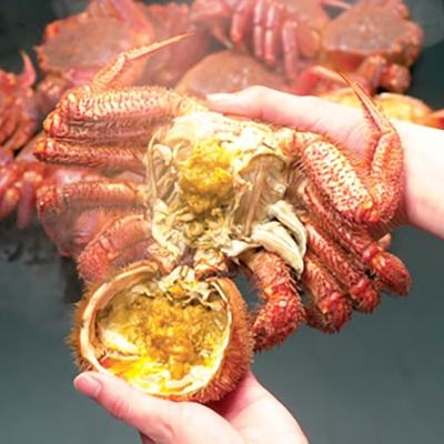 ふるさと納税 森町 【北海道産】 浜ゆで毛ガニ×1尾 |  | 01
