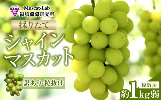 【先行予約】 2026  シャインマスカット【訳あり 粒抜け】 複数房 約1kg弱【10月初旬頃～順次発送予定】長野県産  国際特許有機肥料栽培｜ シャインマスカット ぶどう わけあり リピーター多数 数量限定 フルーツ 大粒 人気 おすすめ 葡萄 ギフト 送料無料 長野県 大町市