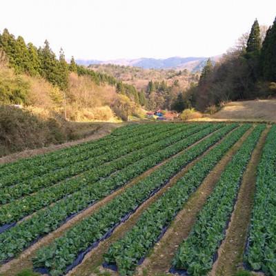 ふるさと納税 浜田市 弥栄町産野菜のおまかせセット |  | 02