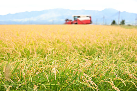 【定期便6回】北海道奈井江町　特別栽培米　ななつぼし　15kg