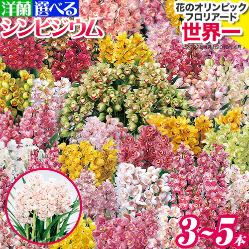 【ふるさと納税】洋蘭 シンビジウム 選べる 3本 4本 5本 株式会社 河野メリクロン あんみつ館《12月上旬‐3月上旬頃出荷》蘭 ラン 洋ラン シンビジューム 世界一 花 鉢 記念日 送料無料 徳島県 美馬市 【配送不可地域あり】(北海道)