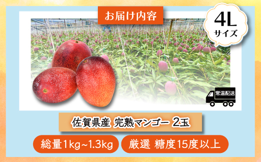 C-36 【生産者直送】濃厚完熟!まっちゃんマンゴー（大きめ4L×2玉）【2026年5月中旬頃から6月初旬発送】