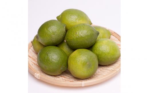 ＜9月より発送＞厳選 黒潮レモン5kg+150g（傷み補償分）【和歌山有田産】【防腐剤・WAX不使用、安心の国産レモン】 ※北海道・沖縄・離島への配送不可 /レモン れもん 柑橘 フルーツ 果物 果実