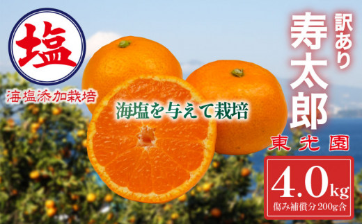 海塩を与えて栽培した 寿太郎みかん 予約受付 2月上旬 順次発送 訳あり 寿太郎 みかん 計 4kg 傷み補償分 200g 含む 西浦 みかん 蜜柑 柑橘 オレンジ 果物 フルーツ 沼津市 静岡県