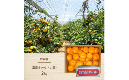 温室 みかん 小玉 約 2kg | 果物 くだもの フルーツ みかん ミカン 蜜柑 熊本 玉名