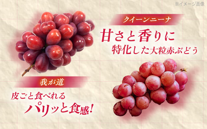 【先行予約/数量限定】＜8月下旬より発送開始＞農家さんおまかせ赤ぶどうと黒ぶどう 2種セット（500～650g）【五反田農園】[OBW005] / ぶどう 葡萄 人気品種ブドウ ぶどう食べ比べ