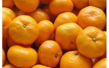 L-101　早津みかん園の完熟みかん5kg　みかん ミカン 蜜柑 たらみかん 太良みかん 温州みかん 完熟みかん 甘熟 柑橘 国産 佐賀県産 太良町 こだわり 有機栽培 産地直送 贈答品 詰め合わせ 極甘