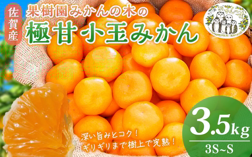 
            果樹園みかんの木の極甘小玉みかん ３．５ｋｇ　みかん ミカン 蜜柑 温州みかん 完熟みかん 甘熟 柑橘 有機栽培 国産 佐賀県産 太良町 こだわり 贈答品 産地直送 詰め合わせ 小玉 L48
          