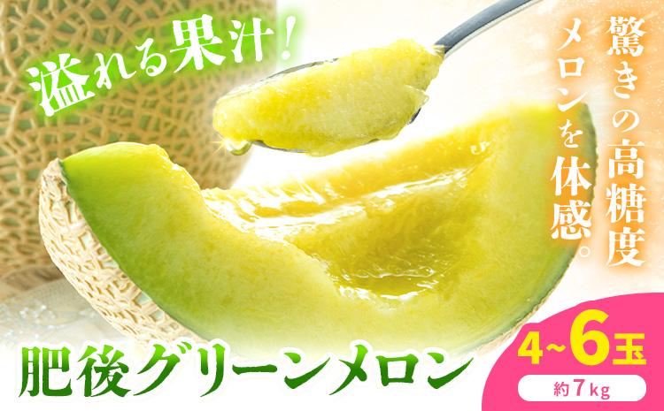 【先行予約】肥後グリーンメロン 4～6玉 約7kg 日本フルーツ株式会社《5月上旬-7月下旬頃出荷》熊本県 菊池市 メロン 熊本県産---308-5025---