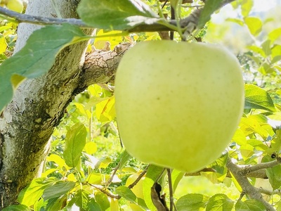 【先行予約】 シナノゴールド 【約5kg(12-18玉)】 (7-A25-2) 長野県 飯山市 おすすめ ランキング おいしい 高評価 大人気 リンゴ りんご シナノゴールド