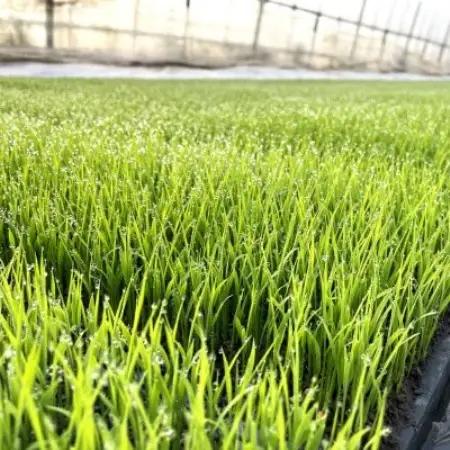 【毎月定期便】ササニシキ 白米 精米 10kg 岩手遠野市 勘六縁「たけのこ舎」全12回【4088047】