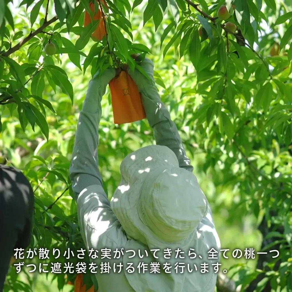 桃 2026年 先行予約 白桃 晩生種 約1.3kg 5～6玉 岡山県産 桃