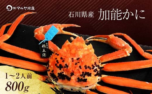 【11月10日～12月15日発送】【先行予約】【冷蔵発送】石川県産 加能かに ズワイガニ ( 産地証明タグ付 ) 茹で上げ前重量 約800g 1匹 特大サイズ F6P-2753