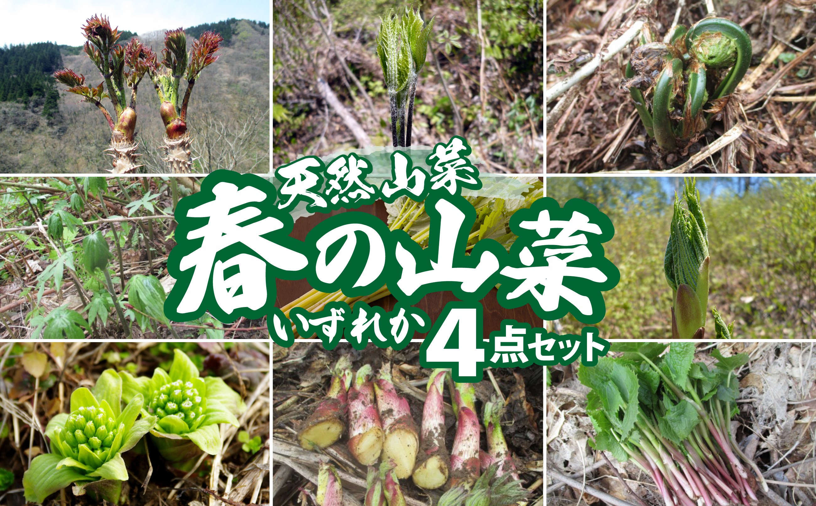 
                  予約受付【天然山菜】人気の4点セット 75P3208 / 山菜 天然 山 自然 こしあぶら コシアブラ たらの芽 たらのめ タラノメ しどけ シドケ こごみ コゴミ ウド うど ふきのとう フキノトウ はりぎり ハリギリ みず ミズ ぼんな ボンナ 東北 秋田 大館 春の山菜 山菜セット 山菜詰め合わせ 春の山菜詰め合わせ 天然もの 天然山菜 天然山菜セット 天然山菜詰め合わせ
                