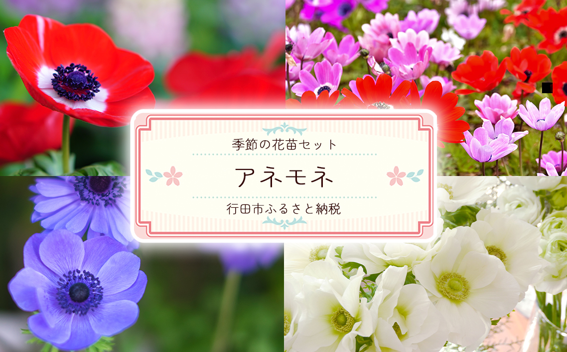 季節の花苗セット　アネモネ No.019