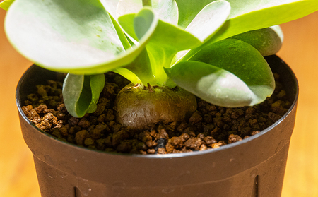 塊根植物 パベルカエ オトンナ 塊根植物 cc-0021