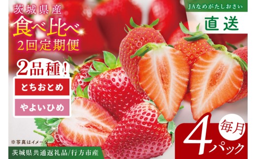 いちご とちおとめ やよいひめ イチゴ 苺 食べ比べ 定期便 JAなめがたしおさい直送 大粒 酸味 甘さ 減農薬 果物 フルーツ 冬 旬 【茨城県共通返礼品/行方市産】【先行予約｜2026年2月より順