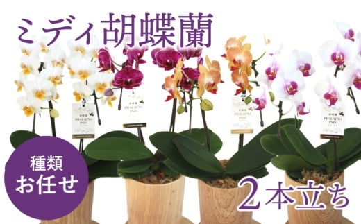 
            【お任せ】 ミディ胡蝶蘭 2本立ち 鉢花 らん 洋ラン 蘭
          