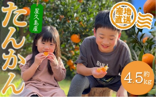 
                  【先行予約・2027年発送】家庭用・訳あり 屋久島産たんかん4.5kg満杯箱(M～3Lサイズ混合・約26玉前後)
                