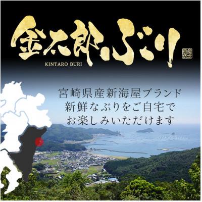 ふるさと納税 延岡市 宮崎産 金太郎ぶり 500g(冷凍) |  | 01
