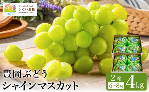 豊岡ぶどう シャインマスカット ２箱  約4kg / 豊岡ブドウ 産地直送 糖度が高い 濃厚 甘味 上品な香り 歯切れの良い 皮ごと 食べられる 減農薬 シャイン マスカット ぶどう ブドウ 葡萄 果物 くだもの フルーツ ふくい農園