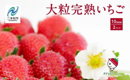 《2026年3月以降順次発送》大粒！完熟いちご2パック入り1箱 いちご ストロベリー 苺 イチゴ 大粒 厳選 フルーツ 果物 おすすめ お中元 お歳暮 ギフト 二本松市 ふくしま 福島県 送料無料【まるなかファーム株式会社】