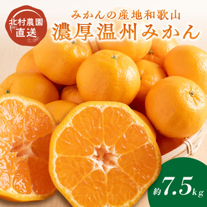 みかんの産地和歌山の農園直送北村農園の天田みかん7.5kg