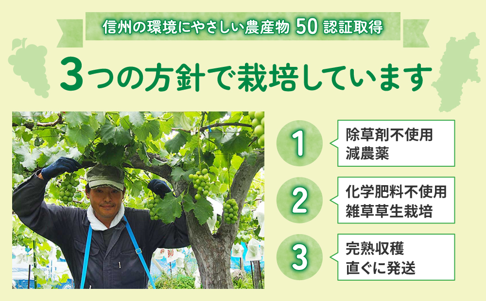 【先行受付2025年発送】家庭用シャインマスカット900g（2~4房）農薬節減長野県認証｜東御こもだ果樹園　※2025年9月下旬～10月下旬に発送予定
