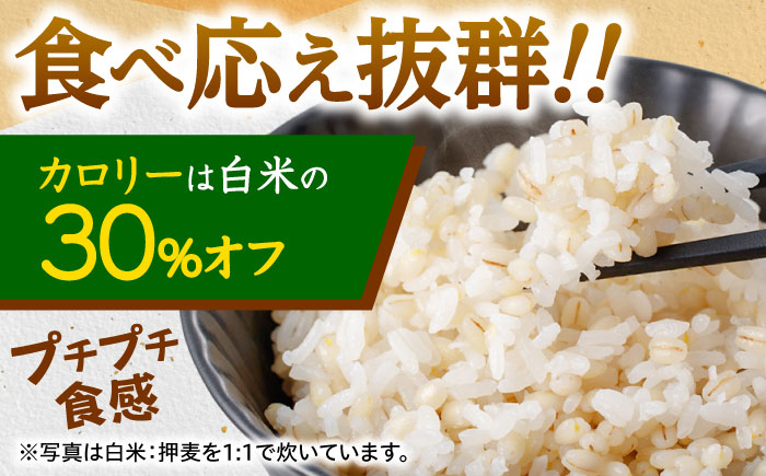 【全3回定期便】 押麦「長崎100年麦 御島裸」1kg×10袋 計10kg / 麦 むぎ 押麦 はだか麦 麦味噌 雑穀 雑穀米 食物繊維 小分け / 諫早市 / 有限会社伊東精麦 [AHBU010]