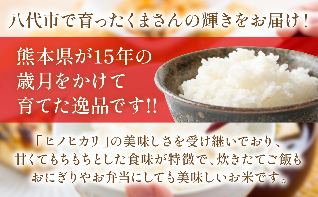 【先行予約】《令和7年産》くまさんの輝き 5kg×2袋 合計10kg  熊本県 八代市産 米 お米 精米 白米 国産 【2025年11月下旬より順次発送】