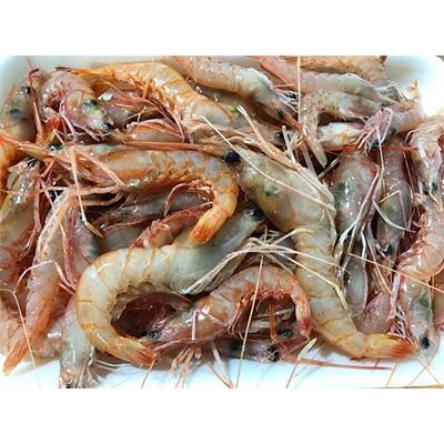 ふるさと納税 八幡浜市 竹中水産の地海老(八幡浜産)2キロ!【F22-267】 |  | 01