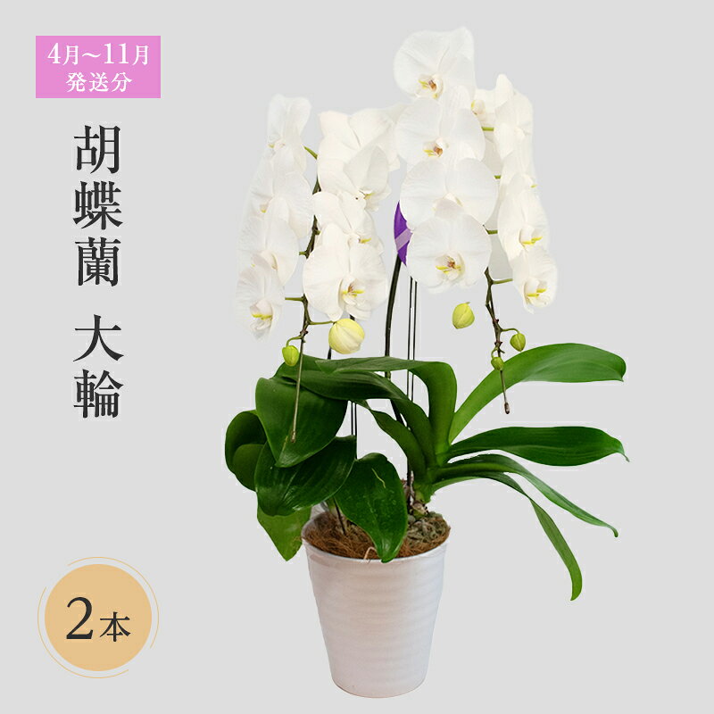 【ふるさと納税】【4月～11月発送分】胡蝶蘭大輪　2本立 花 スマイルオーキッド 選べる花色 白色 ピンク 黄色 花 ギフト 贈り物 お祝い 産地直送 贈答 ギフト プレゼント 鮮度抜群 誕生日 記念日 開店祝 母の日 父の日 敬老の日 京都府 京田辺市　お届け：4月1日～11月30日