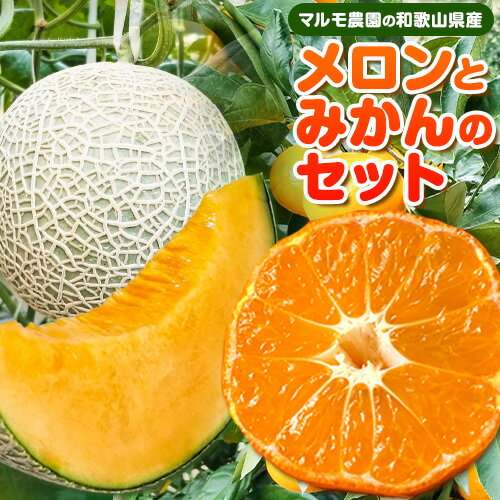 【ふるさと納税】和歌山県産メロン みかんセット メロン約1kg〜1.3kg、みかん1.5kgマルモ農園《2025年12月中旬-2026年1月中旬頃出荷》和歌山県 紀の川市